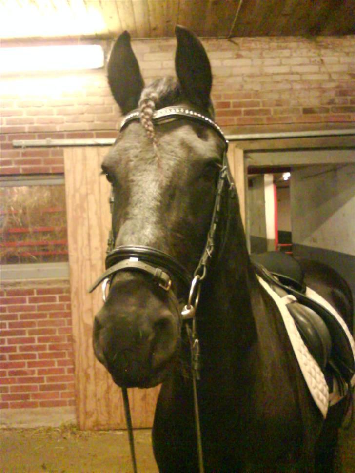 Frieser Jelle billede 16