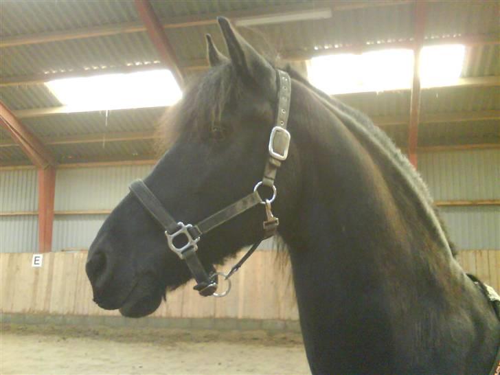 Frieser Jelle billede 17