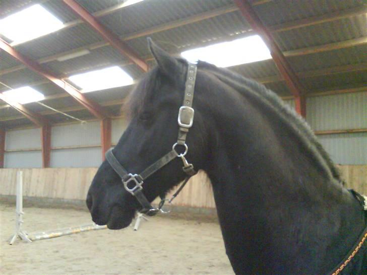 Frieser Jelle billede 18