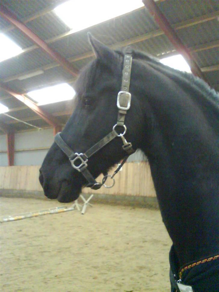 Frieser Jelle billede 19