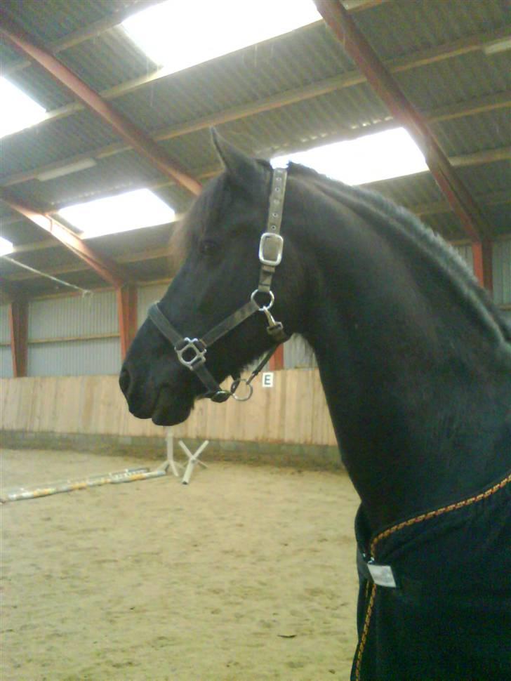 Frieser Jelle billede 20