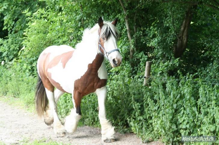 Tinker » Kalinka - DENGANG :'( - *4* Kalinka på fold i sommers 09 - Foto: Sophie Frost billede 4