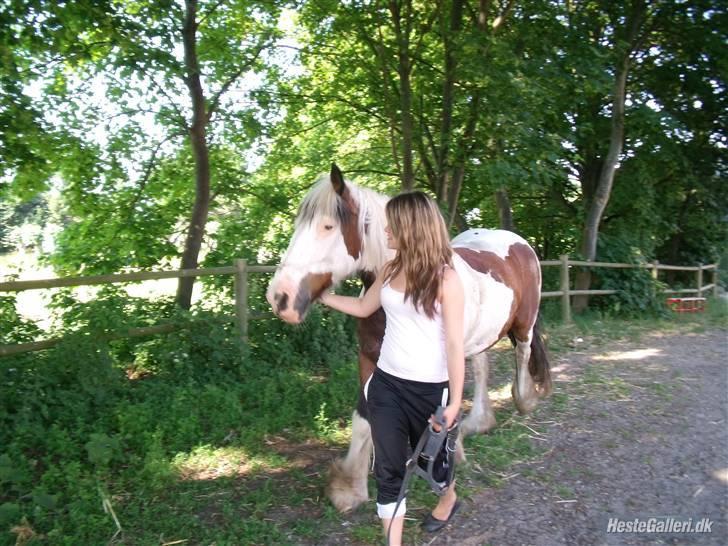 Tinker » Kalinka - DENGANG :'( - *9* Jeg trækker Kalinka på fold (sommergræs 09) Foto: Sophie Frost billede 9