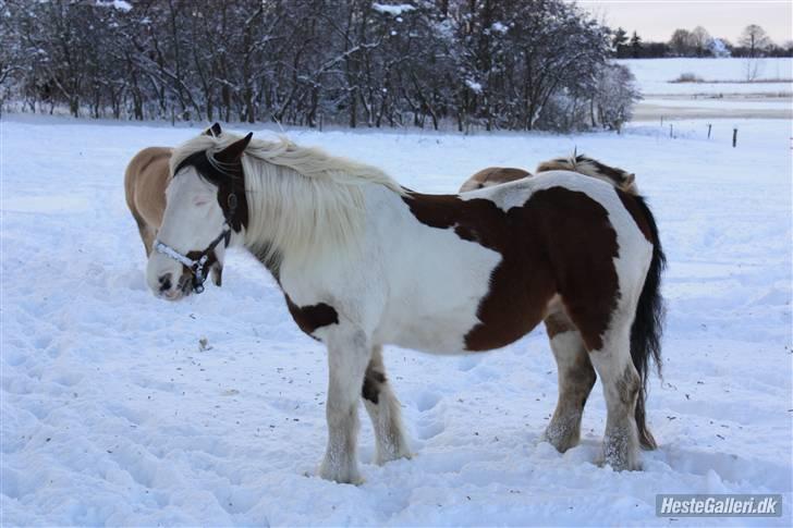 Tinker » Kalinka - DENGANG :'( - *12* Mullen ude i sneen december 09 - Foto: Stine Ølund billede 12