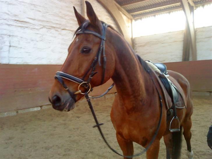 Anden særlig race Ramses Aflivet :'( - Den sidste dag med dig. Det var så svært at skulle stoppe med dig. Græd hele turen hjem:( billede 20