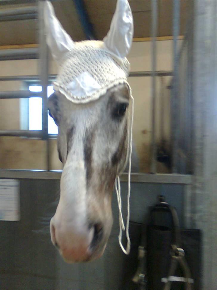 Anden særlig race Leifi <'3 - leifi med hans nye hut  billede 11