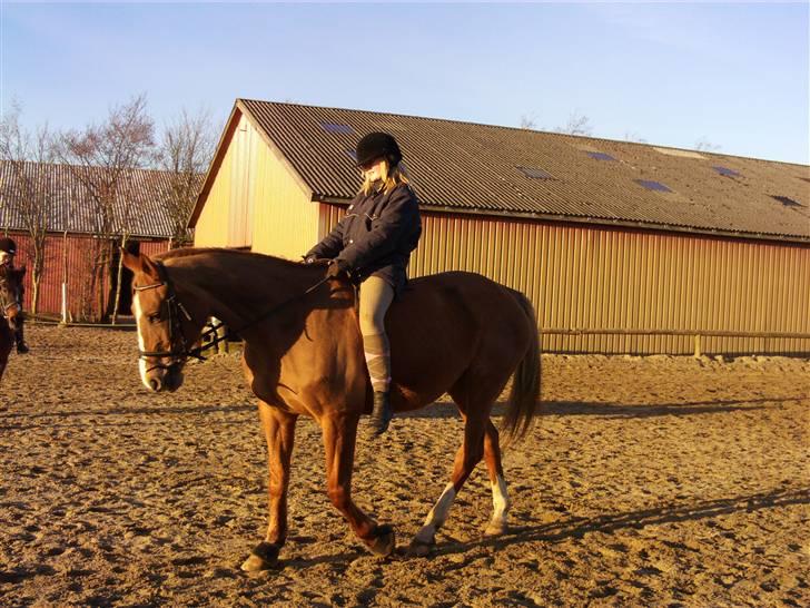 Dansk Varmblod Lindegårdens Martine gl p - uden sadlen du er fandme svær at side på<33 billede 16