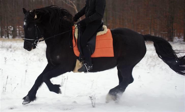 Welsh Cob (sec D) Valhallas Star Actress † - Smuksakken galoptur på marken. Billede: af Karen fløytrup. d. 20/12-09 billede 6