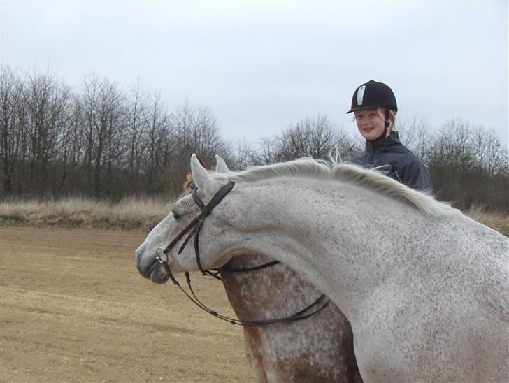Lipizzaner Klaus † R.I.P. † - Klaus som hingst :)  billede 2