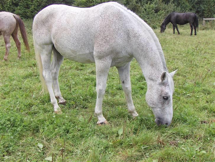 Lipizzaner Klaus † R.I.P. † - På fold  billede 3