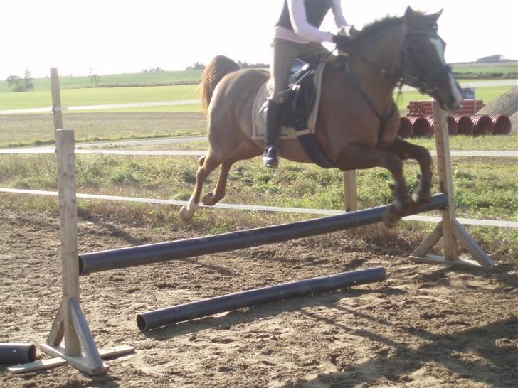 Sportsaraber (A) Valodias Duchess**SOLGT** billede 7