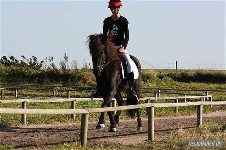 Islænder Fjalar Fra Løvemose<3 - GeysirMaster 08(Taget af Clara K) billede 8