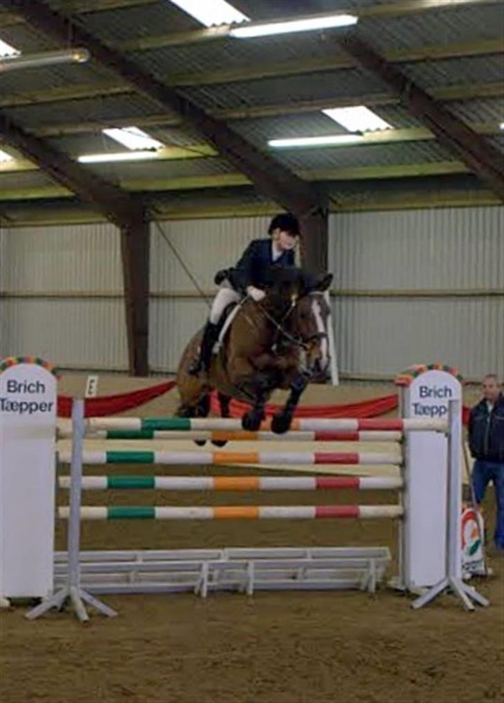 Dansk Varmblod Holmgårds Quatro - SOLGT! - Sponsorspringning den 7/11 09, 1.60 m. - det højeste der blev sprunget.. samlede 4240 kr. ind til klubben :) Foto: Bodil Gabelgaard. billede 5