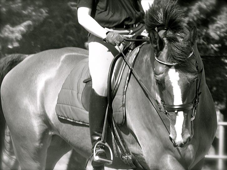Dansk Varmblod Holmgårds Quatro - SOLGT! - Træning april 2011. Foto: Ac. billede 6