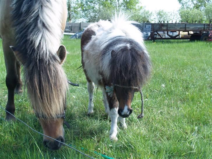 Shetlænder Tøsen - tidligere pony billede 1