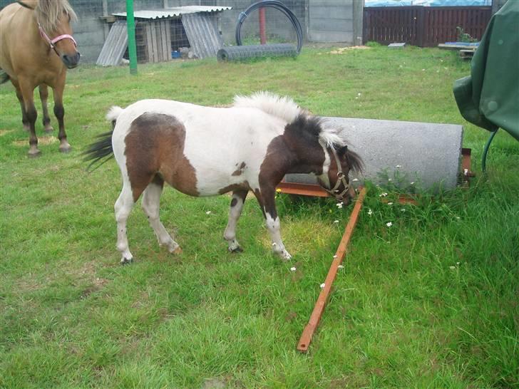 Shetlænder Tøsen - tidligere pony billede 2
