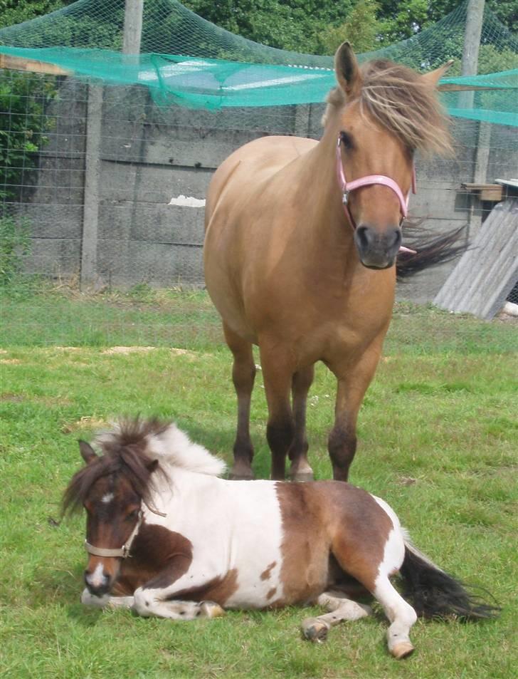 Shetlænder Tøsen - tidligere pony billede 3