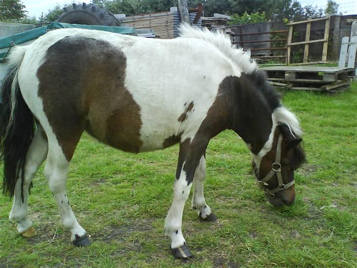 Shetlænder Tøsen - tidligere pony billede 4
