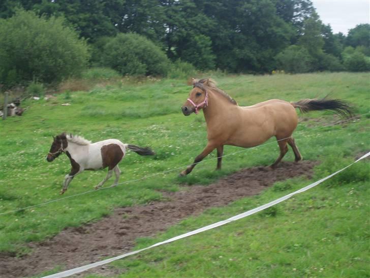 Shetlænder Tøsen - tidligere pony billede 5