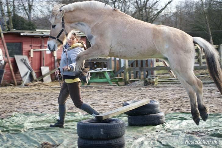 Fjordhest Rikke *Gammel Part* - I BELIVE I CAN FLY xD  foto Kit billede 16