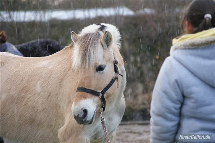 Fjordhest Rikke *Gammel Part* - min dejlige pige :*  foto: Kit billede 17