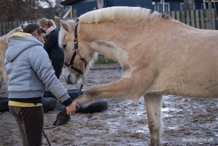 Fjordhest Rikke *Gammel Part* - vi øver spanske skridt og det går SÅ godt :D foto: Kit billede 18