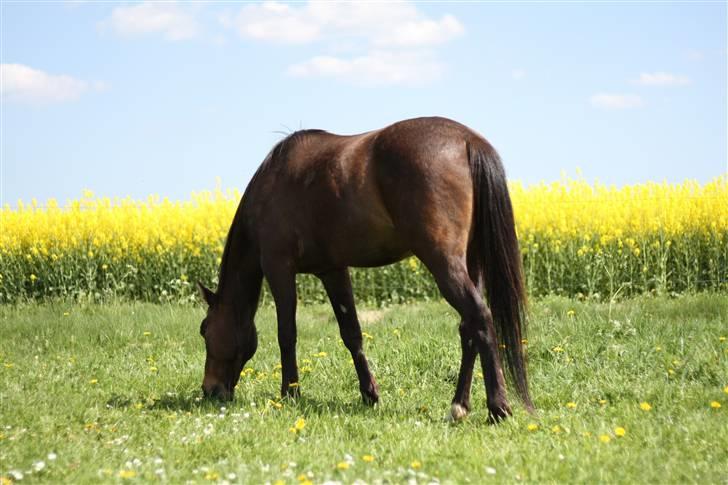 Traver Pony  - 15) lige en mund fuld græs d;. billede 15