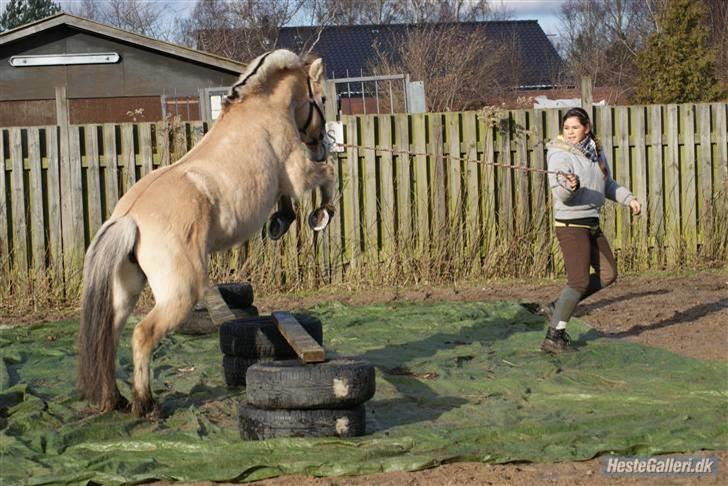Fjordhest Rikke *Gammel Part* - den super seje springpony xD foto: Kit billede 19
