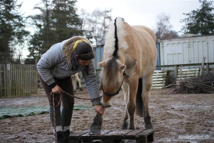 Fjordhest Rikke *Gammel Part* - vi øver neje :) tsk fordi du kiggede med, læg en bedømmelse og kommentar så bliver vi glade :) foto: Kit billede 20
