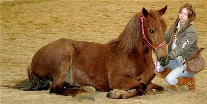 Welsh Cob (sec D) Addyene  - lie down on command. billede 4