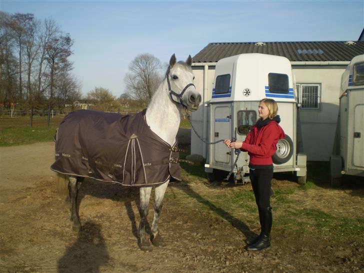 Hollandsk Sportspony Bertha billede 8