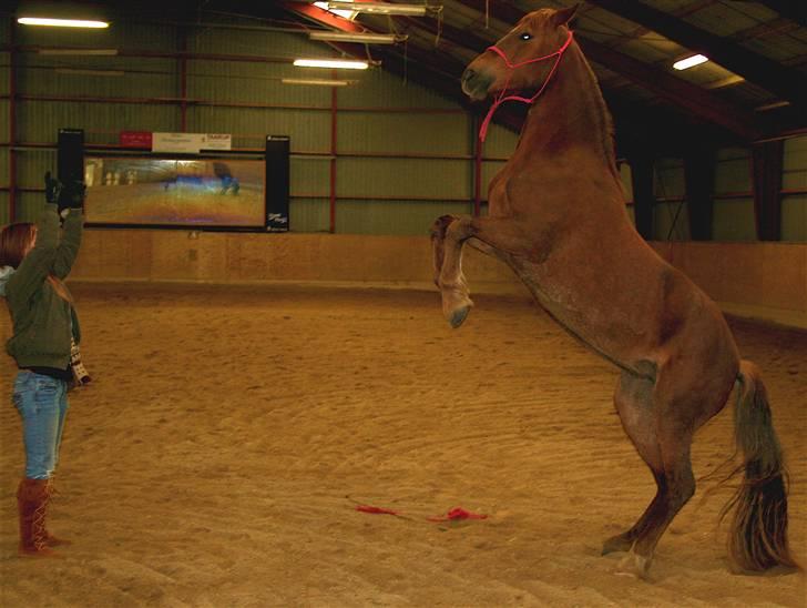 Welsh Cob (sec D) Addyene  - Many are afraid of horses who are rearing, but I trust addyene billede 7