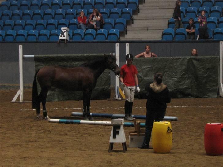 New Forest I. Ådahl-Kimbely (Kimbely billede 8