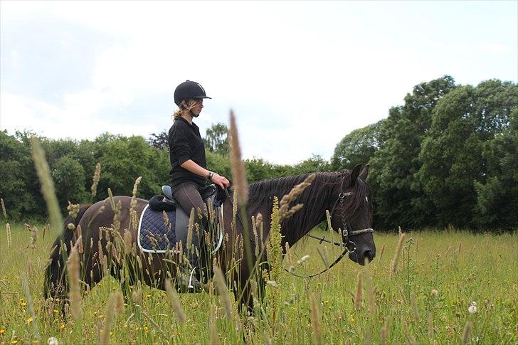 Welsh Cob (sec D) Valhallas Star Actress - :D 09/07/09 [Foto: Alberte] billede 11