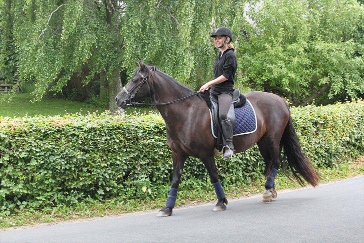 Welsh Cob (sec D) Valhallas Star Actress - No words to describe it..  09/07/09 [Foto: Alberte] billede 12