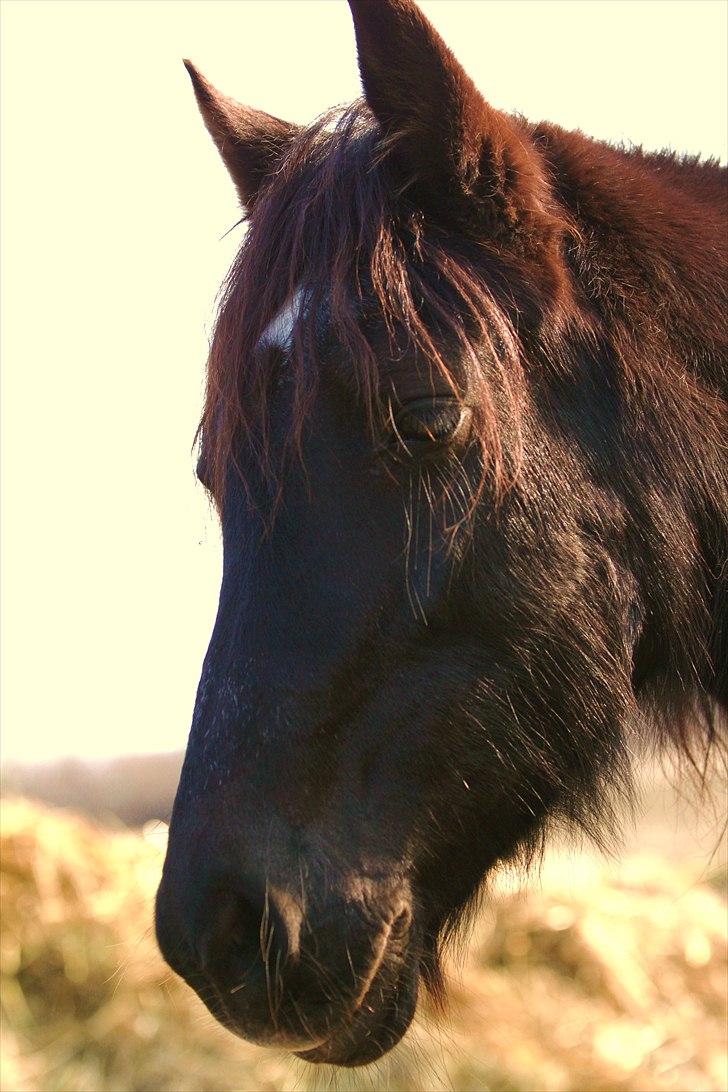 Welsh Cob (sec D) Valhallas Star Actress - 20/03/11 [Foto: Simone] billede 13