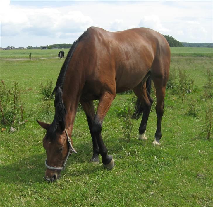Dansk Varmblod Regitze - (17) billede 17