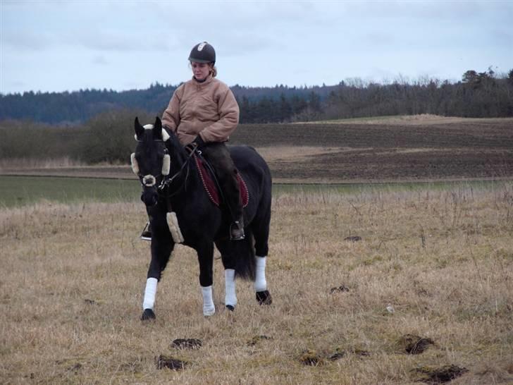 Anden særlig race mango "solgt" billede 18
