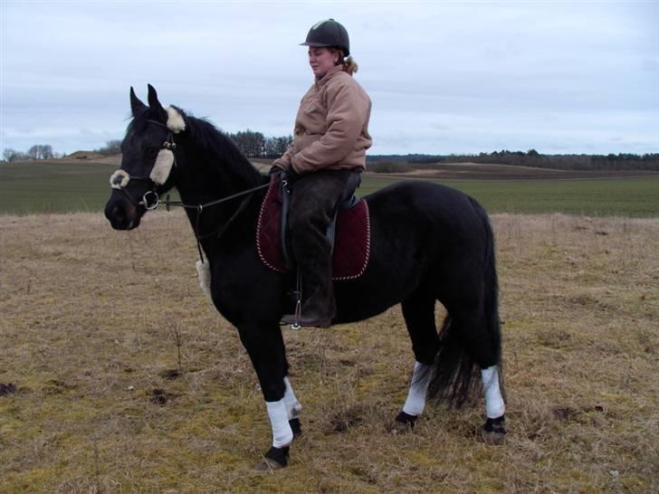Anden særlig race mango "solgt" billede 20