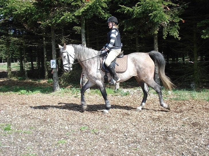 Shagya Araber (SH) Evita - skridt Maj 2011 billede 16