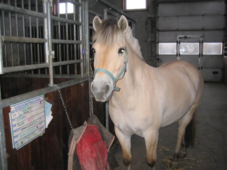 Fjordhest Juliette Halsnæs - Sagde du godbid? - ja tak.....  (Foto: mig) billede 13