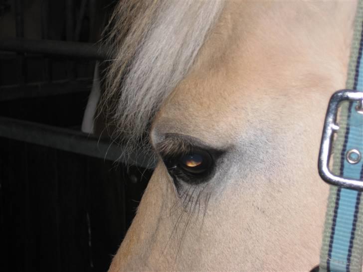 Fjordhest Juliette Halsnæs billede 14