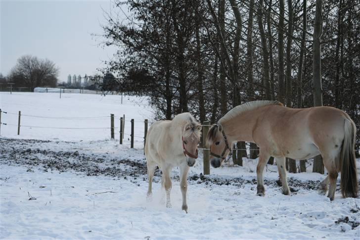 Fjordhest Juliette Halsnæs billede 15