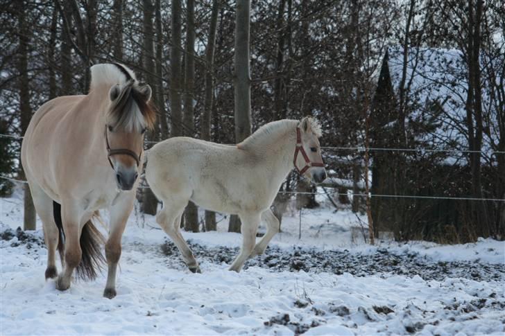 Fjordhest Juliette Halsnæs - Det er bare så skønt i sneen  (foto: Mille) billede 17