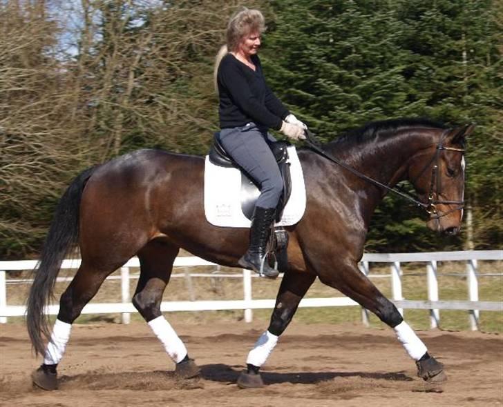 Dansk Varmblod Grinsbæk's Orion ' SOLGT - Mig og Orion gør fremskridt :) billede 19