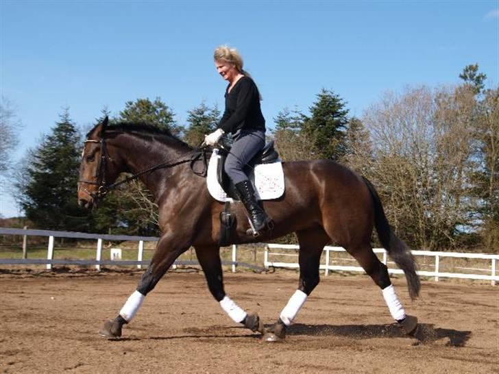 Dansk Varmblod Grinsbæk's Orion ' SOLGT - Mig og Orion gør fremskridt :) billede 20