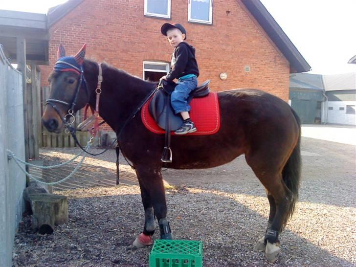 Traver Godiva pride<3 R.I.P ;( - Diva & Gustav <3  inden vi skulle ud og ride <3  billede 5