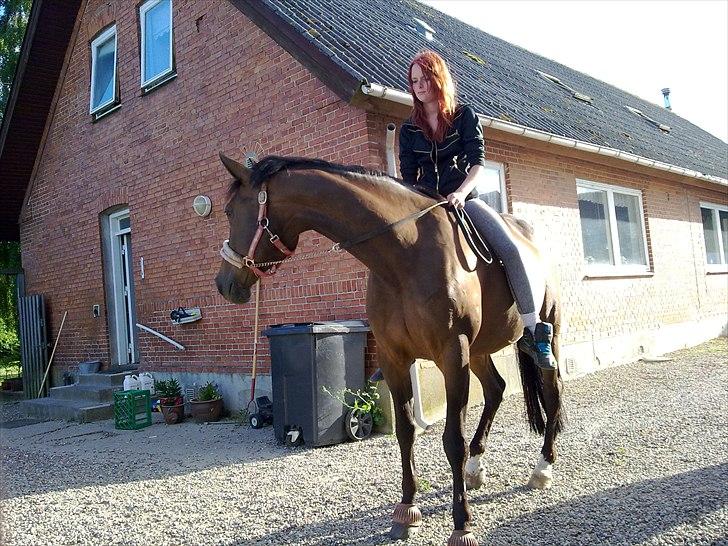 Traver Godiva pride<3 R.I.P ;( - min lille araber hoppe :D <3  billede 1
