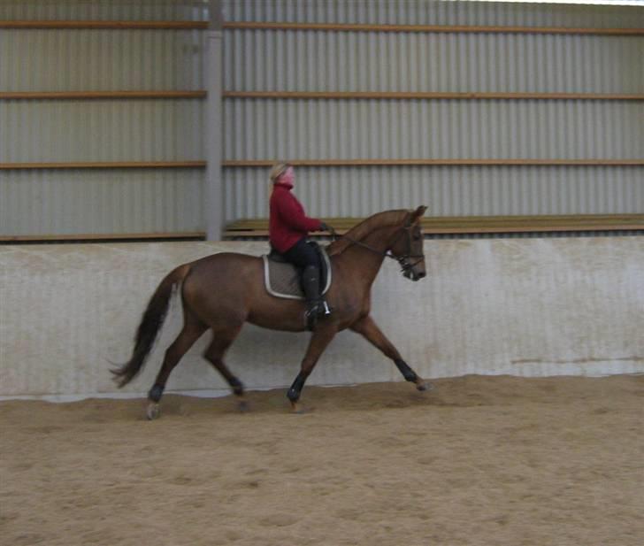 Dansk Varmblod Laura - træning i februar 2009 billede 18