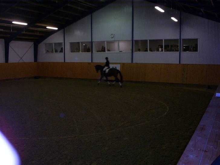 Trakehner Aschton H SOLGT billede 8